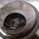 coupe_t20 (26)